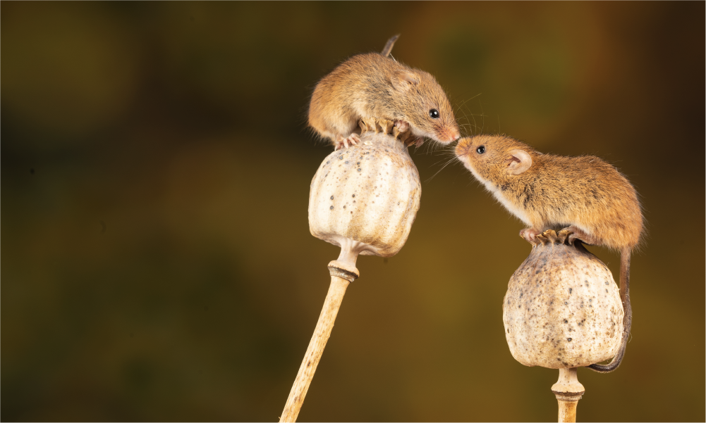 shallow focus photography of computer codes